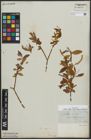 Foto von Salix alba subsp. micans (Andersson) Rech. f.
